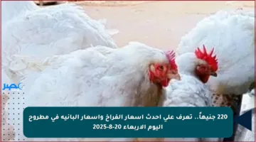 220 جنيهاً.. تعرف على أحدث أسعار الفراخ وأسعار البانيه في مطروح اليوم الأربعاء 20-8-2025